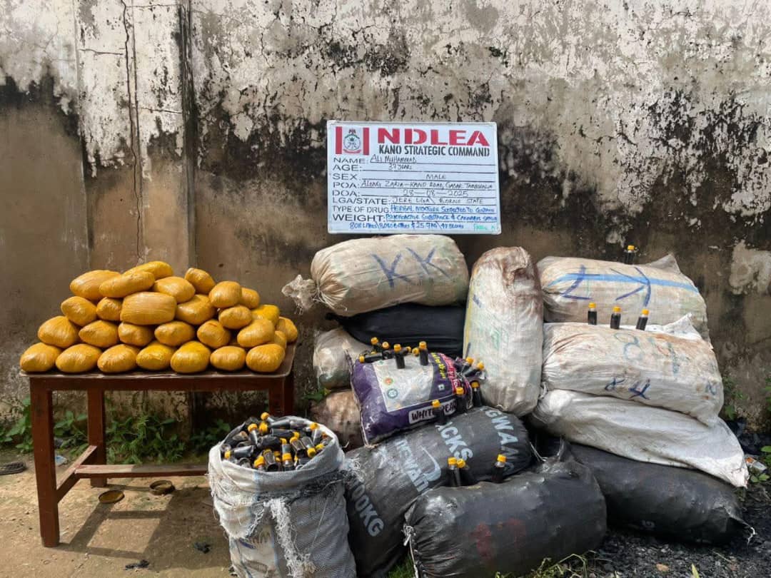 NDLEA Kano Seizes 8,000 Bottles of Akuskura, 48 Blocks of Cannabis; 37-Year-Old Arrested NDLEA Kano Seizes 8,000 Bottles of Akuskura, 48 Blocks of Cannabis; 37-Year-Old Arrested